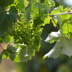 Усадьба Саркел, Цимлянск, Ростовская область