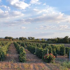 Усадьба Саркел, Цимлянск, Ростовская область
