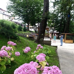 Отель Ардис, Сочи, Краснодарский край