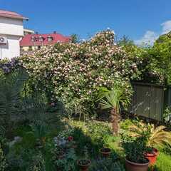 Гостевой дом Терраса, Сочи, Краснодарский край