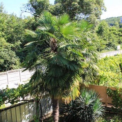 Гостевой дом Терраса, Сочи, Краснодарский край