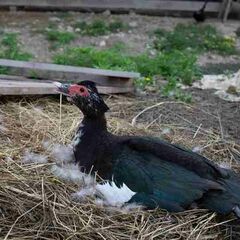 База отдыха Аква-Вита, Мостовский район, Краснодарский край