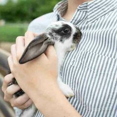 База отдыха Аква-Вита, Мостовский район, Краснодарский край