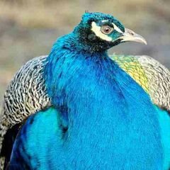 База отдыха Аква-Вита, Мостовский район, Краснодарский край