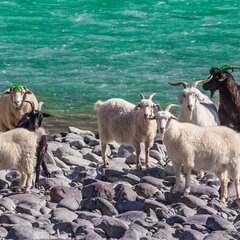 База отдыха Инегень, Онгудайский район, Республика Алтай