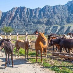 База отдыха Инегень, Онгудайский район, Республика Алтай