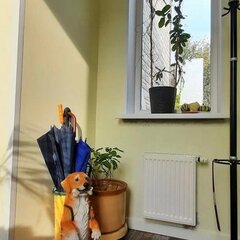 Гостевой дом Сова в Шереметьево, Солнечногорский район, Московская область