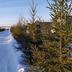 Коттеджный комплекс Лыжный парк , Ломоносовский район, Ленинградская область