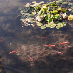 Глэмпинг Тихая Гавань, Светлогорский район, Калининградская область