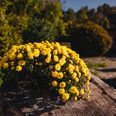 Глэмпинг Тихая Гавань, Светлогорский район, Калининградская область