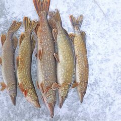 Гостевой дом Изба на Селигере у озера , Селижаровский район, Тверская область