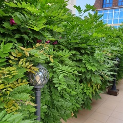 Гостевой дом У Валентины, Сочи, Краснодарский край