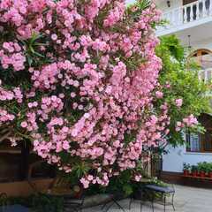 Гостевой дом У Валентины, Сочи, Краснодарский край