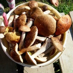 Агроусадьба Павлова, Калязинский район, Тверская область