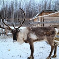 Туристический комплекс Золотая подкова, Тобольский район, Тюменская область