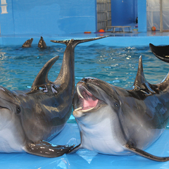 Санаторий Океан, Владивосток, Приморский край