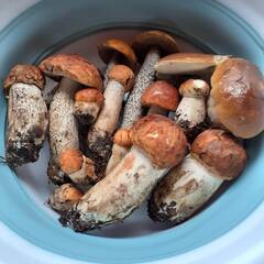 Гостевой дом Островок, Сортавала, Республика Карелия