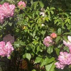 Апартаменты Мари-Анна, Ялта, Крым