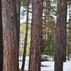 База отдыха Сосна, деревня Ольгино, Красноярский край