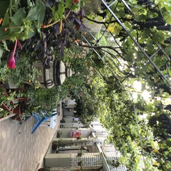 Гостевой дом Марина, Сочи, Краснодарский край