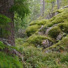 Глэмпинг  Хутор ЛихKoff , Сортавала, Республика Карелия