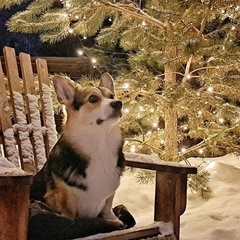 Глэмпинг Wood Place, Тюменский район, Тюменская область