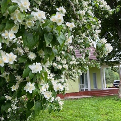 Усадьба Карполов Парк , Нестеровский район, Калининградская область