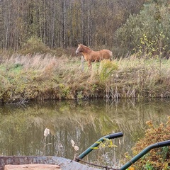 Усадьба Карполов Парк , Нестеровский район, Калининградская область
