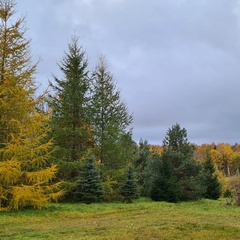 Усадьба Карполов Парк , Нестеровский район, Калининградская область