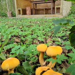 Усадьба Карполов Парк , Нестеровский район, Калининградская область