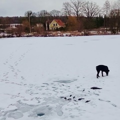 Усадьба Карполов Парк , Нестеровский район, Калининградская область