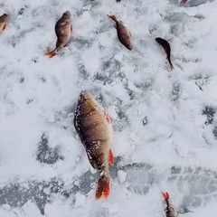 Усадьба Карполов Парк , Нестеровский район, Калининградская область