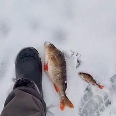 Усадьба Карполов Парк , Нестеровский район, Калининградская область