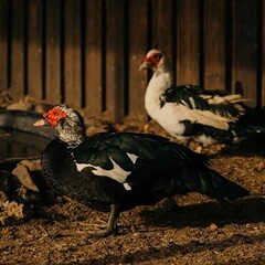 Эко-отель Лунный кролик, Костромская область