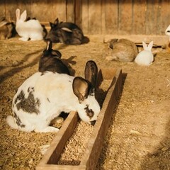 Эко-отель Лунный кролик, Костромская область