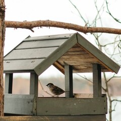 Эко-отель Лунный кролик, Костромская область