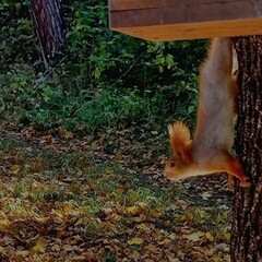 Эко-отель Лунный кролик, Костромская область
