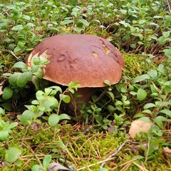 Гостевой дом Меличуярви, Республика Карелия