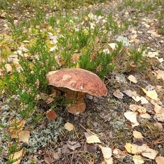 Гостевой дом Меличуярви, Республика Карелия
