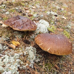 Гостевой дом Меличуярви, Республика Карелия