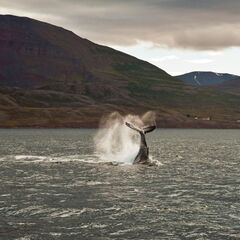 Отель Teriberka Hotel by Eco Home, Териберка, Мурманская область
