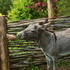 Эко-комплекс Мазаная Горка, Волосовский район, Ленинградская область