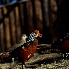 Эко-комплекс Мазаная Горка, Волосовский район, Ленинградская область
