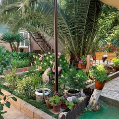 Гостевой дом АнжеликА, Адлер, Краснодарский край