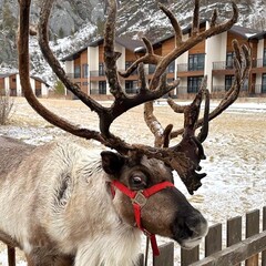 Отель Клевер резорт, Чемальский район, Республика Алтай