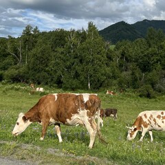 Отель Клевер резорт, Чемальский район, Республика Алтай