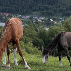 Отель Клевер резорт, Чемальский район, Республика Алтай
