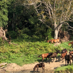 Гостевой дом Южный берег, Туапсинский район, Краснодарский край