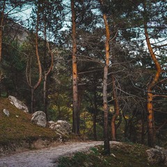 Отель Forrest Terrace Hotel, Владикавказ, Республика Северная Осетия - Алания