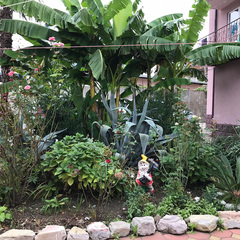 Гостевой дом НикОль, Сочи, Краснодарский край